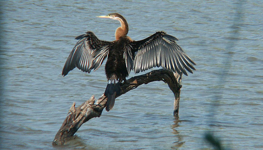 African Darter - Ted Sears