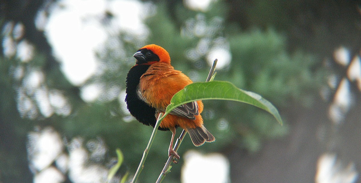 Southern Red Bishop - Ted Sears