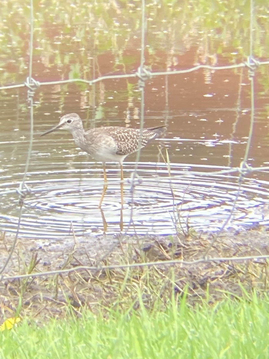 Lesser Yellowlegs - ML607168971