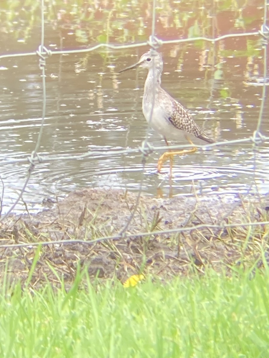 Lesser Yellowlegs - ML607168991