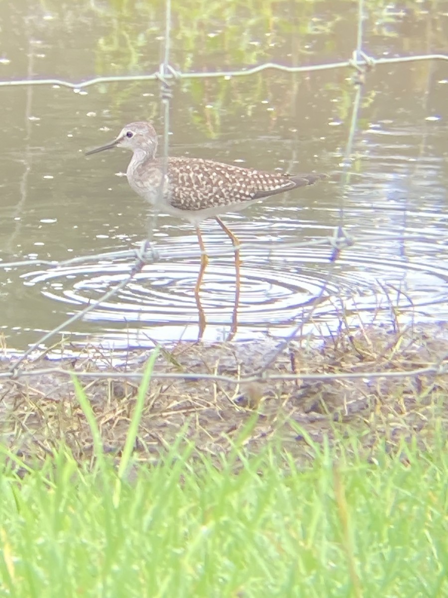 Lesser Yellowlegs - ML607169011