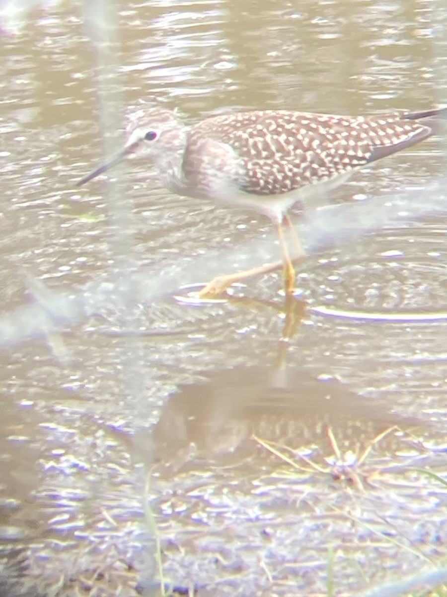 Lesser Yellowlegs - ML607169021