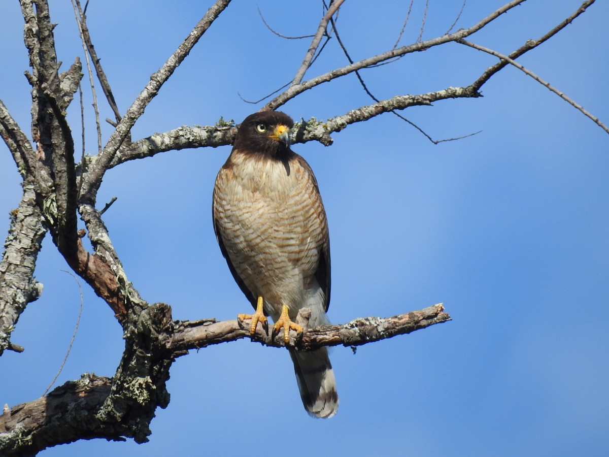 Roadside Hawk - ML607170061