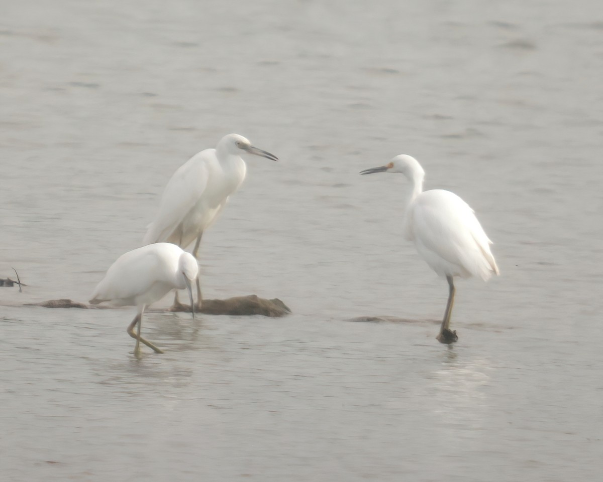 Snowy Egret - ML607170841