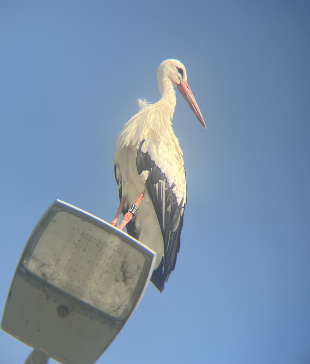 White Stork - ML607171001