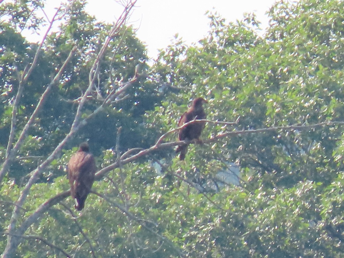 Bald Eagle - ML607172511
