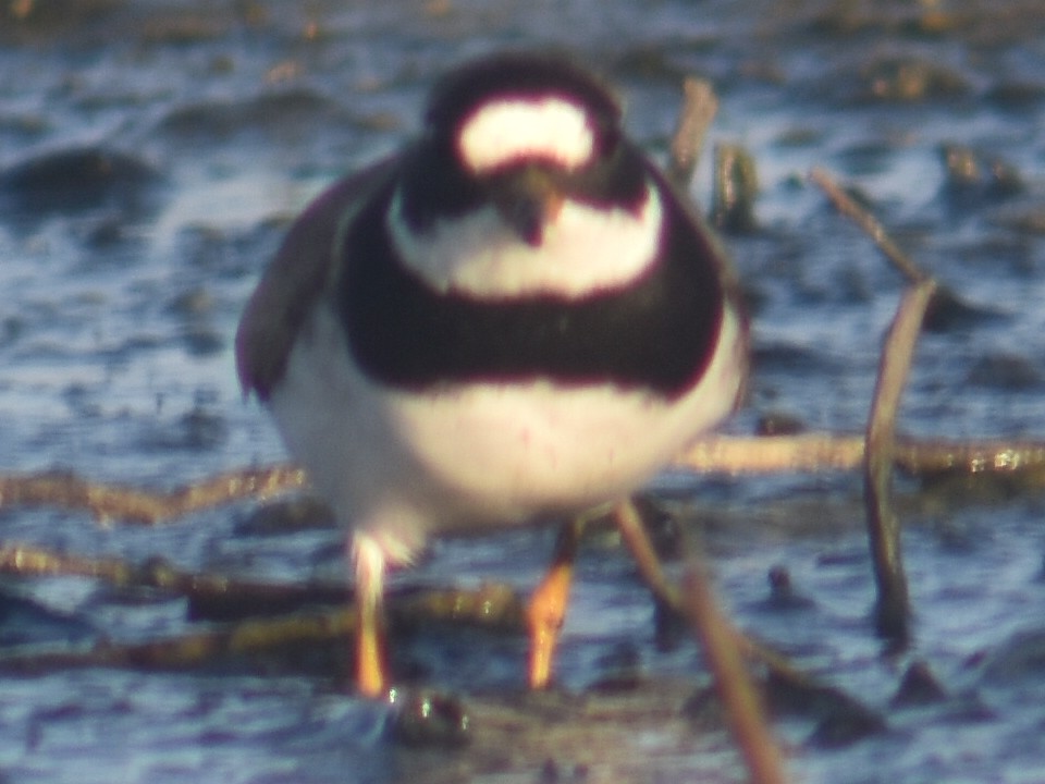 Common Ringed Plover - ML607172661