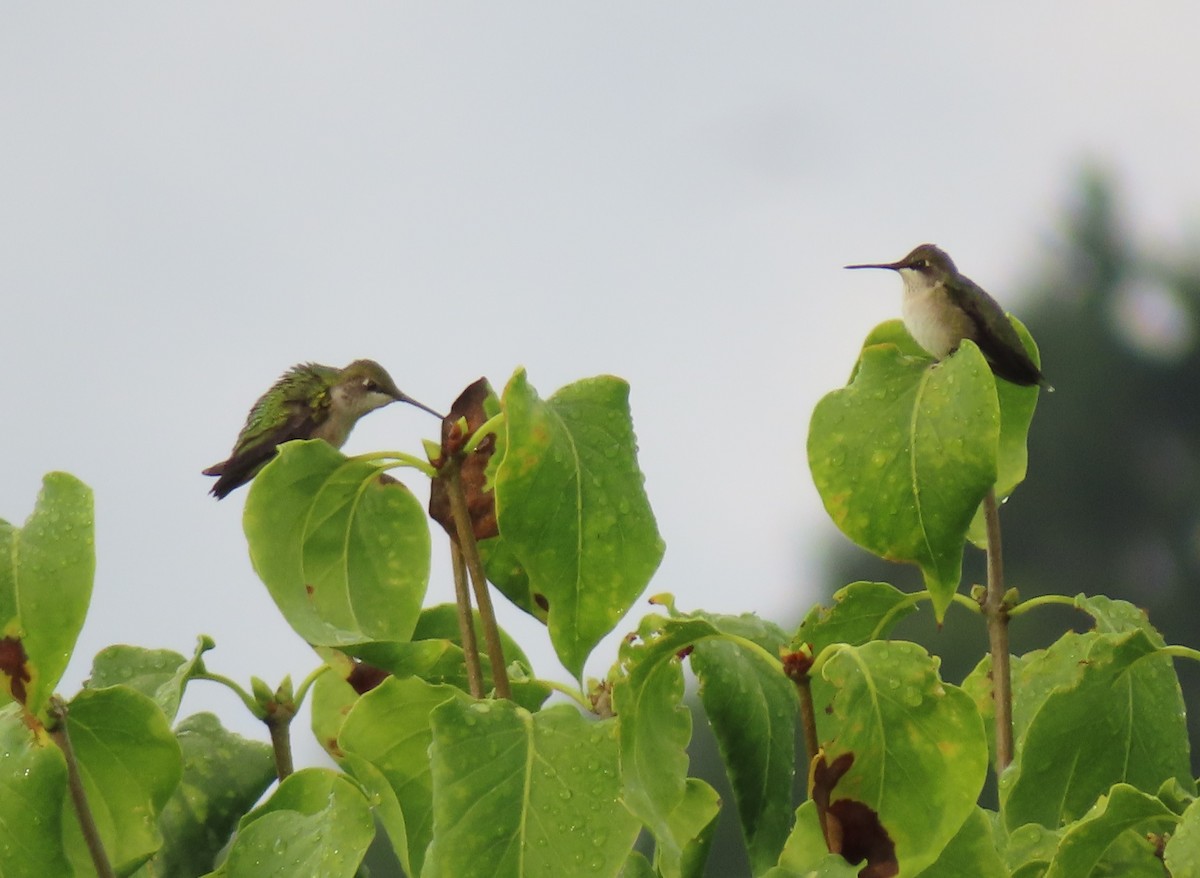 Colibrí Gorjirrubí - ML607172901