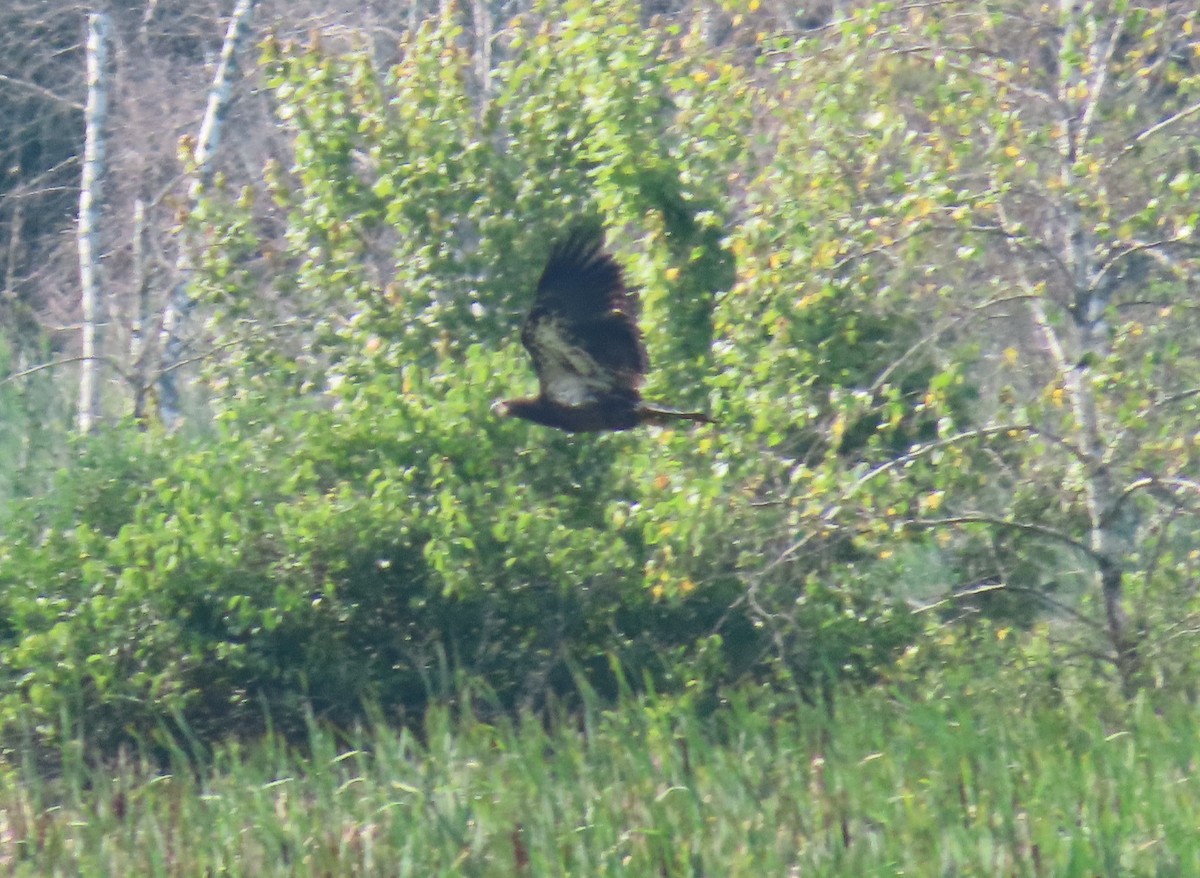 Bald Eagle - ML607173131