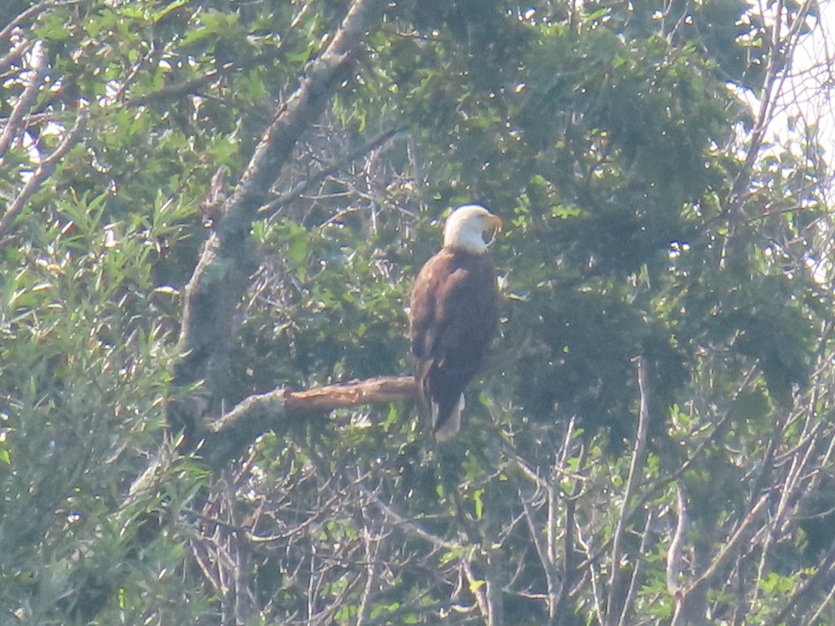 Bald Eagle - ML607173141