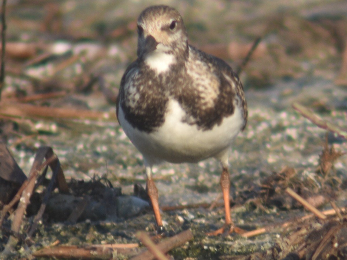 Ruddy Turnstone - ML607173441