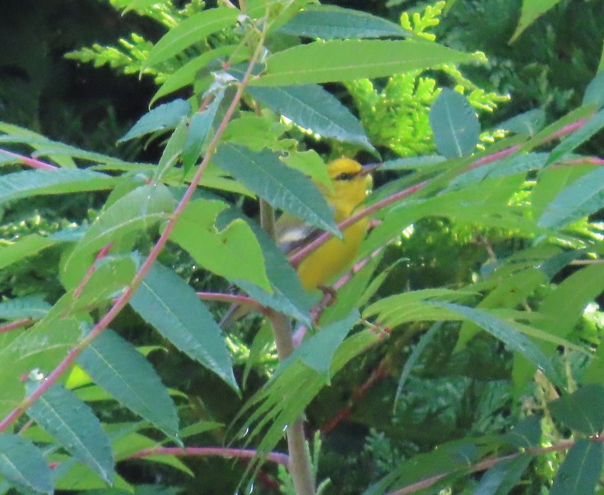 Blue-winged Warbler - ML607173491