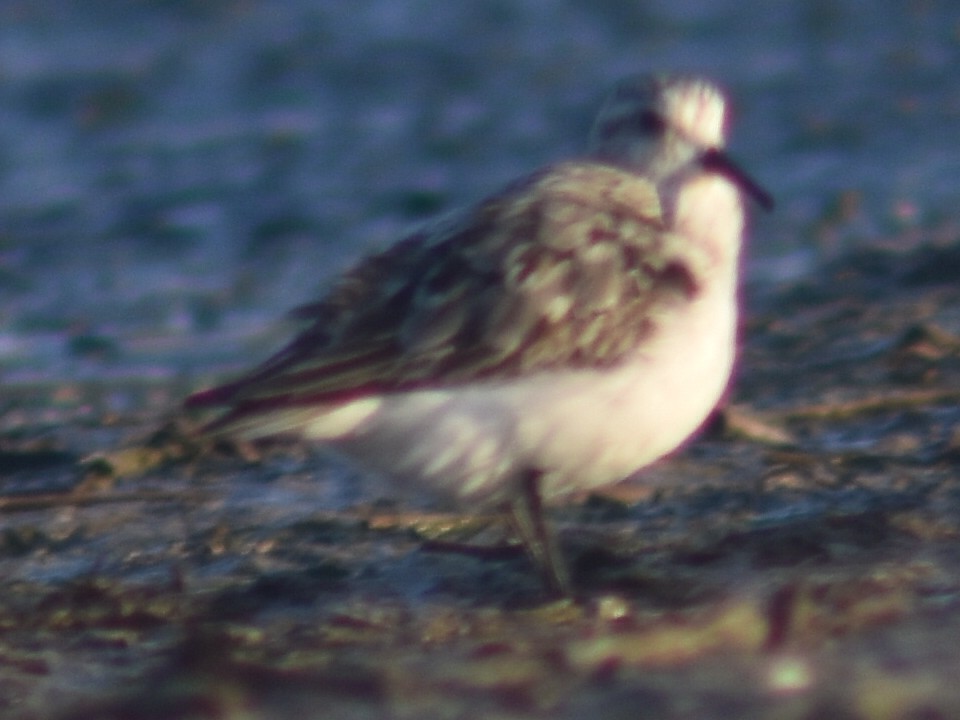 Sanderling - Metin Güzeliş