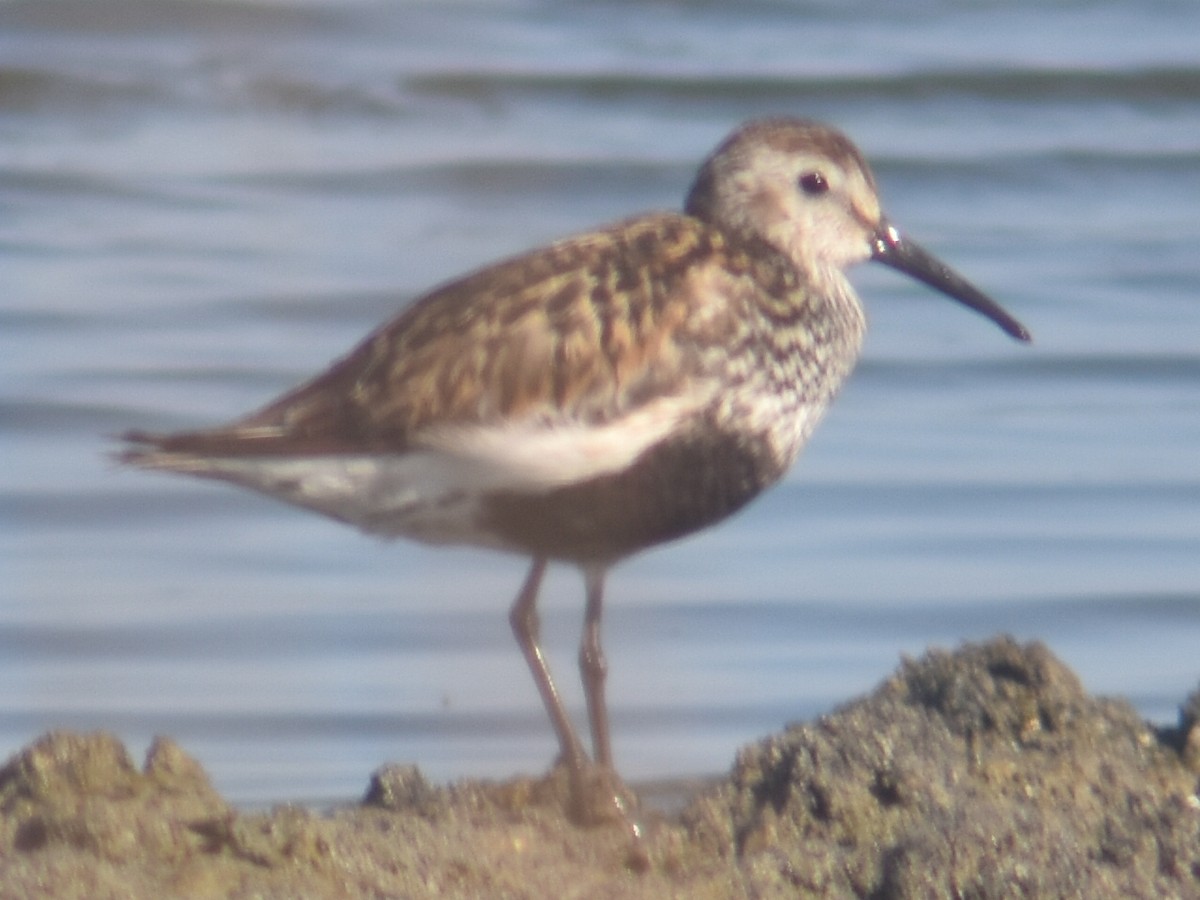 Dunlin - Metin Güzeliş