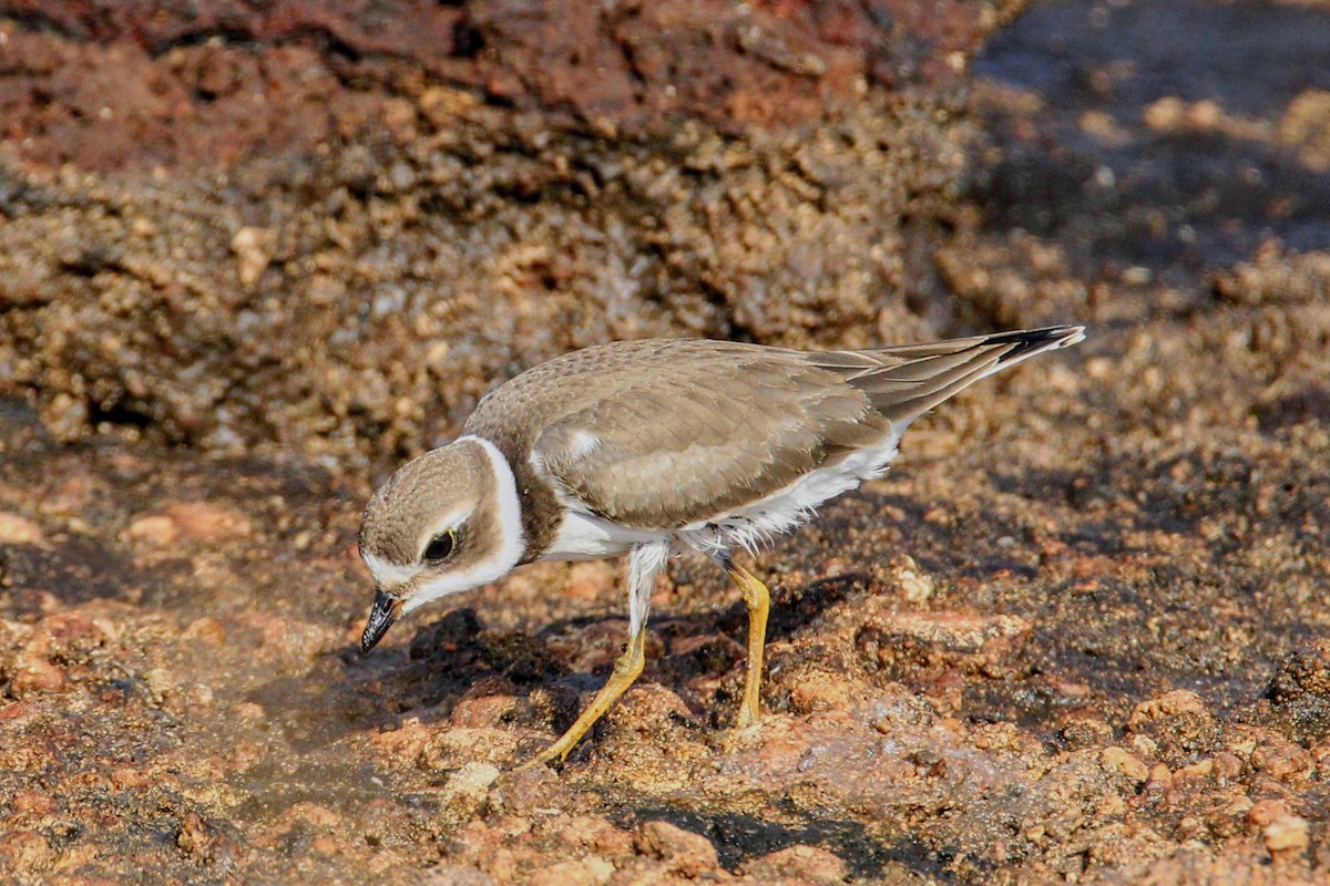 Semipalmated Plover - ML607173961