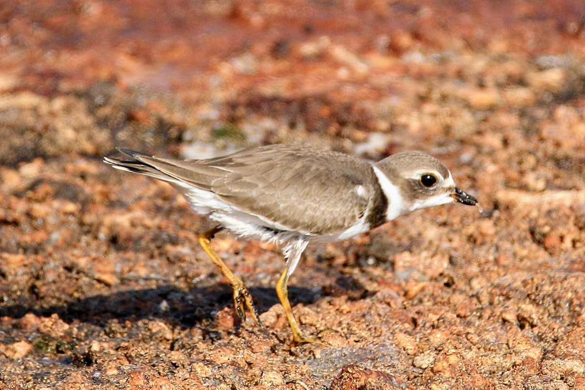 Semipalmated Plover - ML607173971