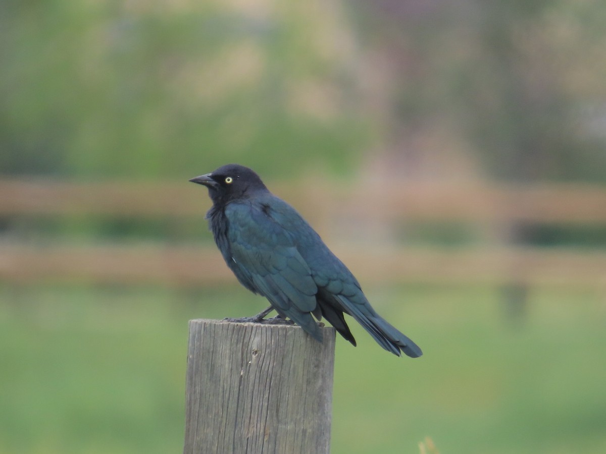 Brewer's Blackbird - ML607174161