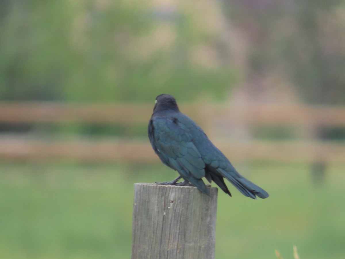 Brewer's Blackbird - ML607174171