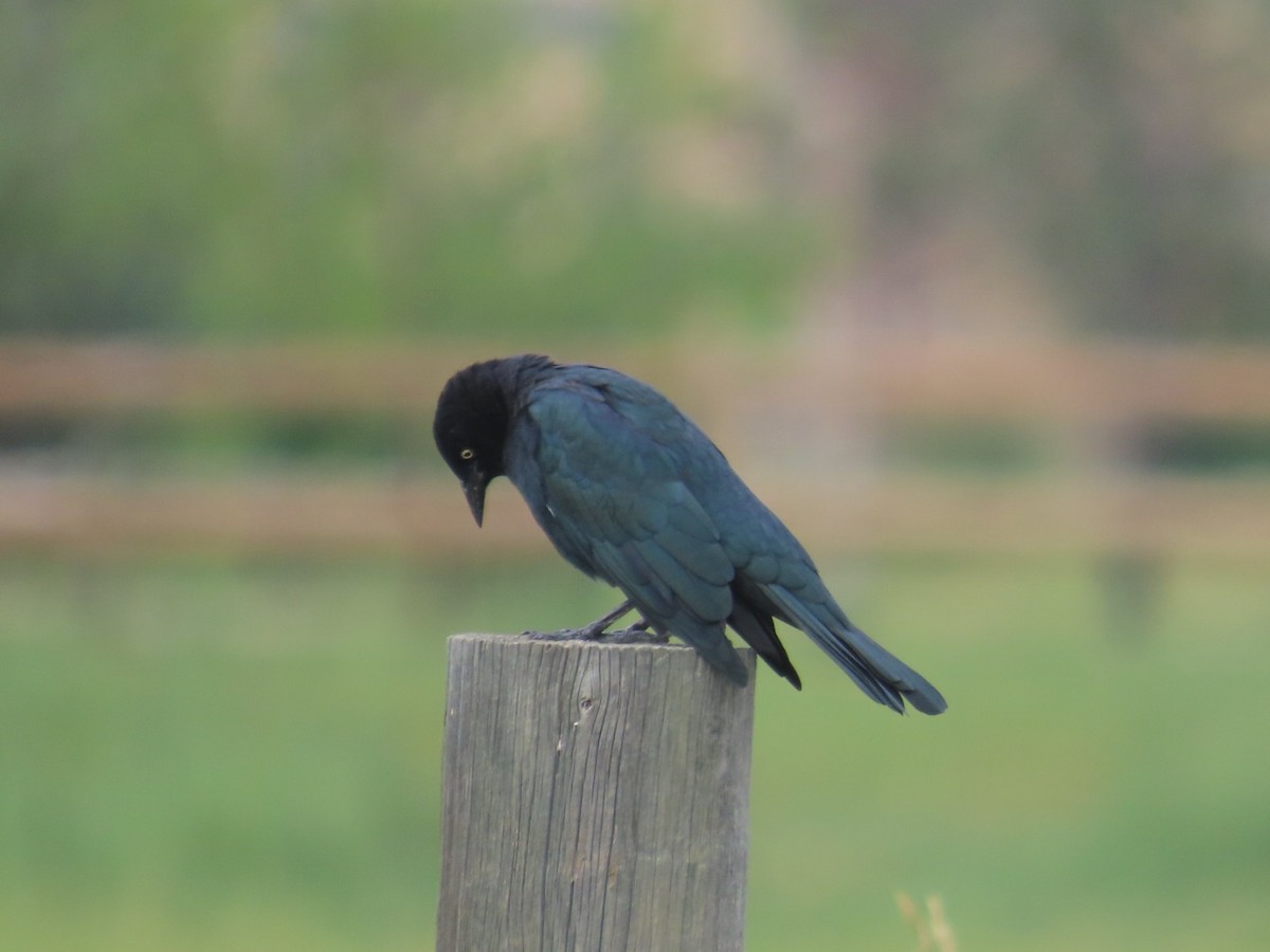 Brewer's Blackbird - ML607174181