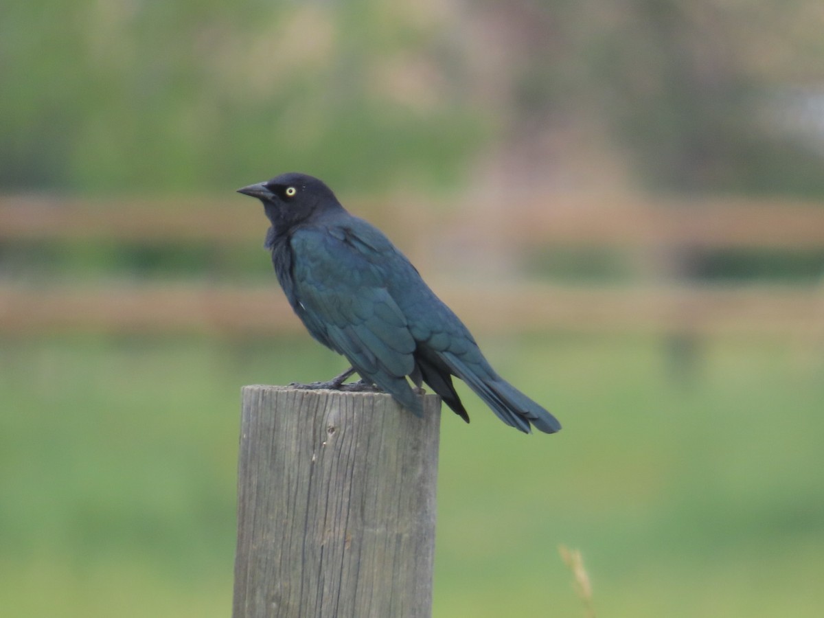 Brewer's Blackbird - ML607174191