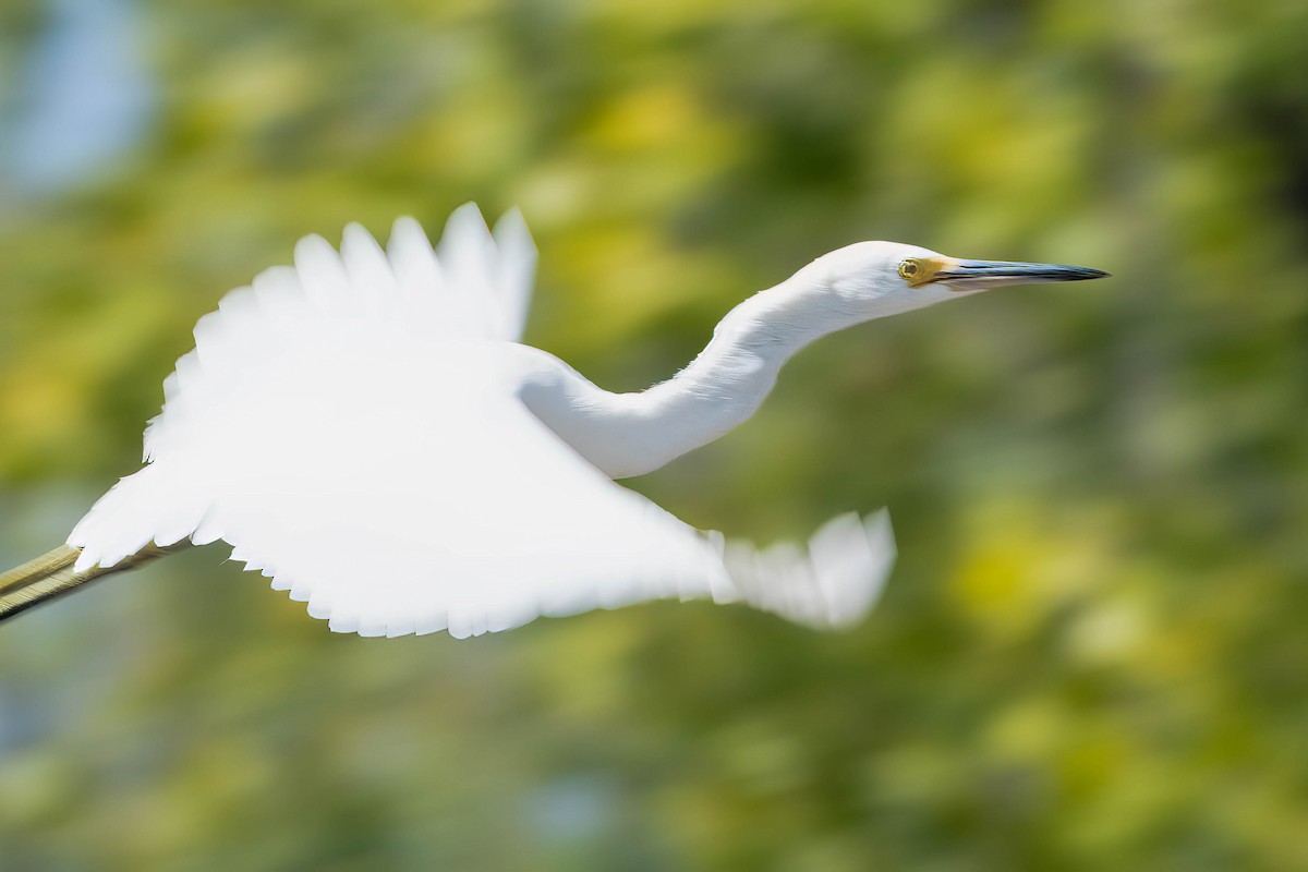 Snowy Egret - ML607174271