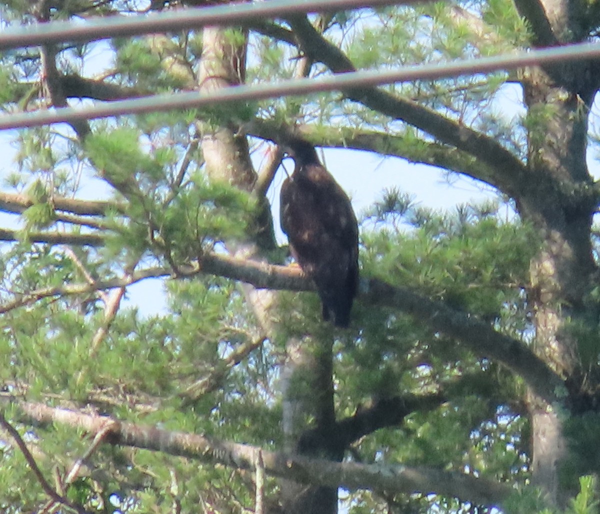 Bald Eagle - ML607174341