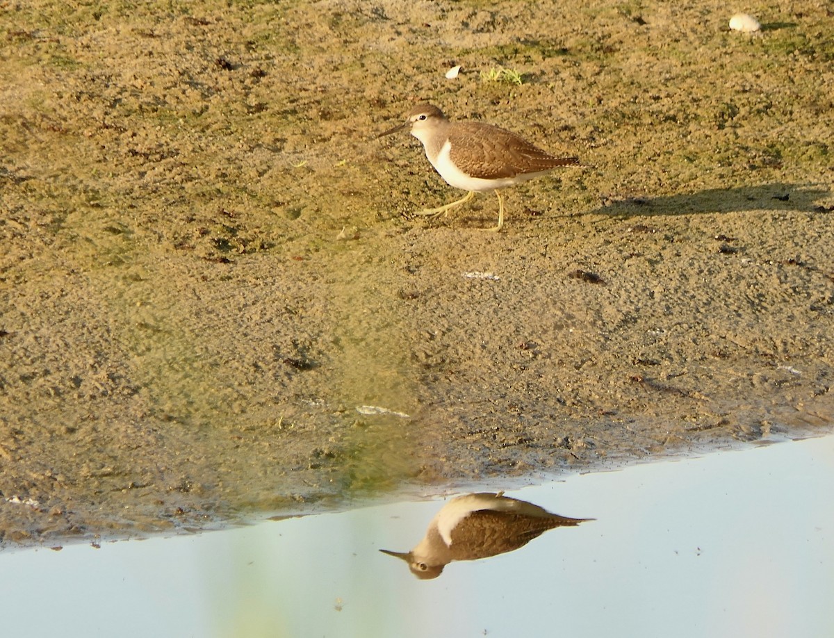 Common Sandpiper - ML607175331