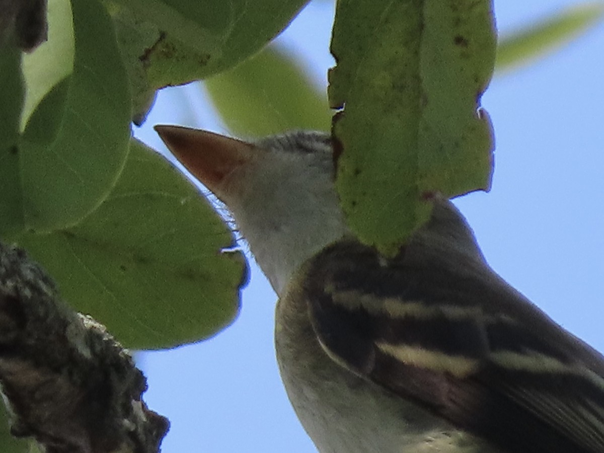 Alder Flycatcher - ML607175341