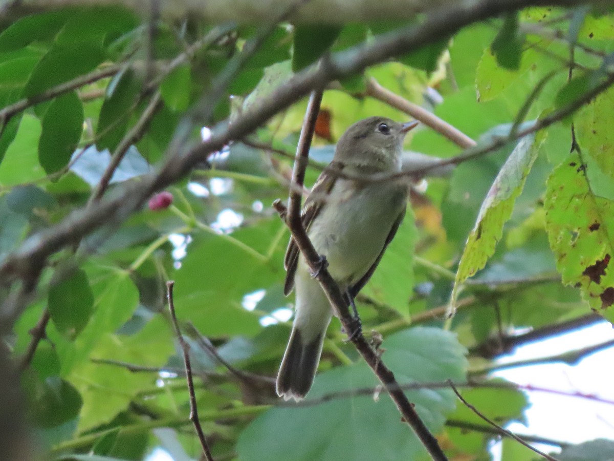 Alder Flycatcher - ML607175391