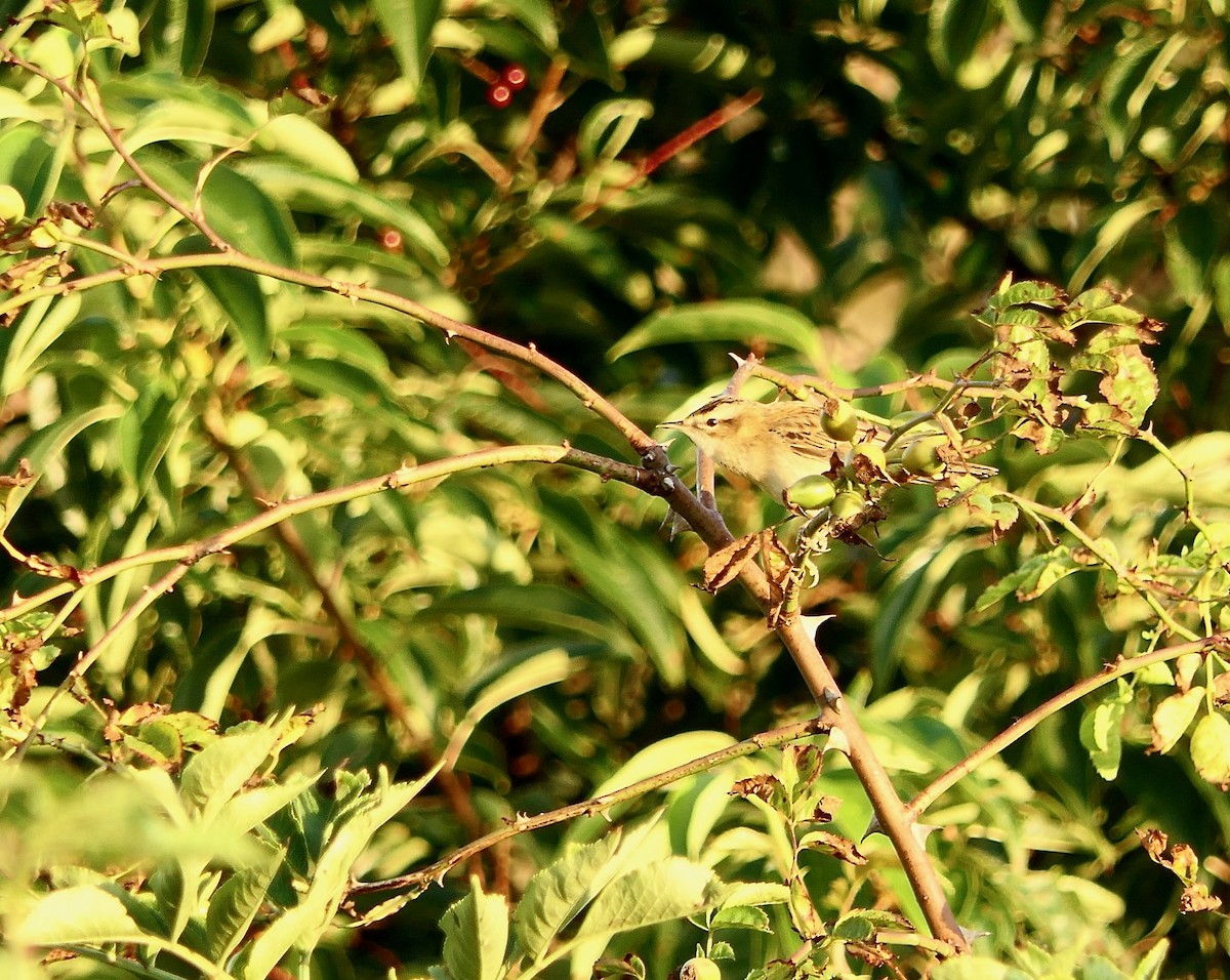 Sedge Warbler - ML607175901