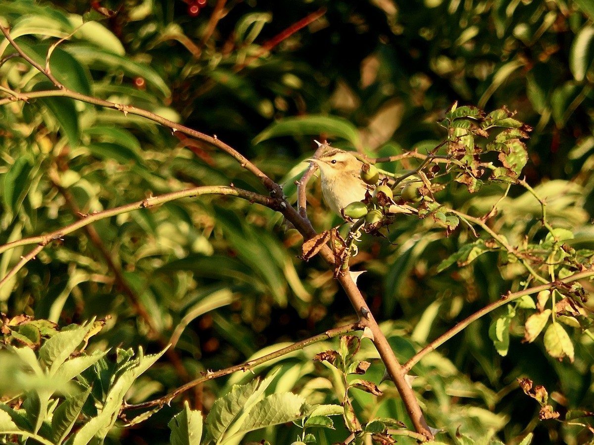 Sedge Warbler - ML607175911