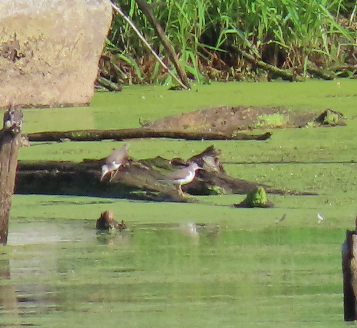 Spotted Sandpiper - ML607176171