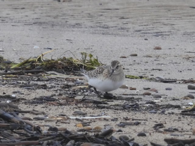 Baird's Sandpiper - ML607176501