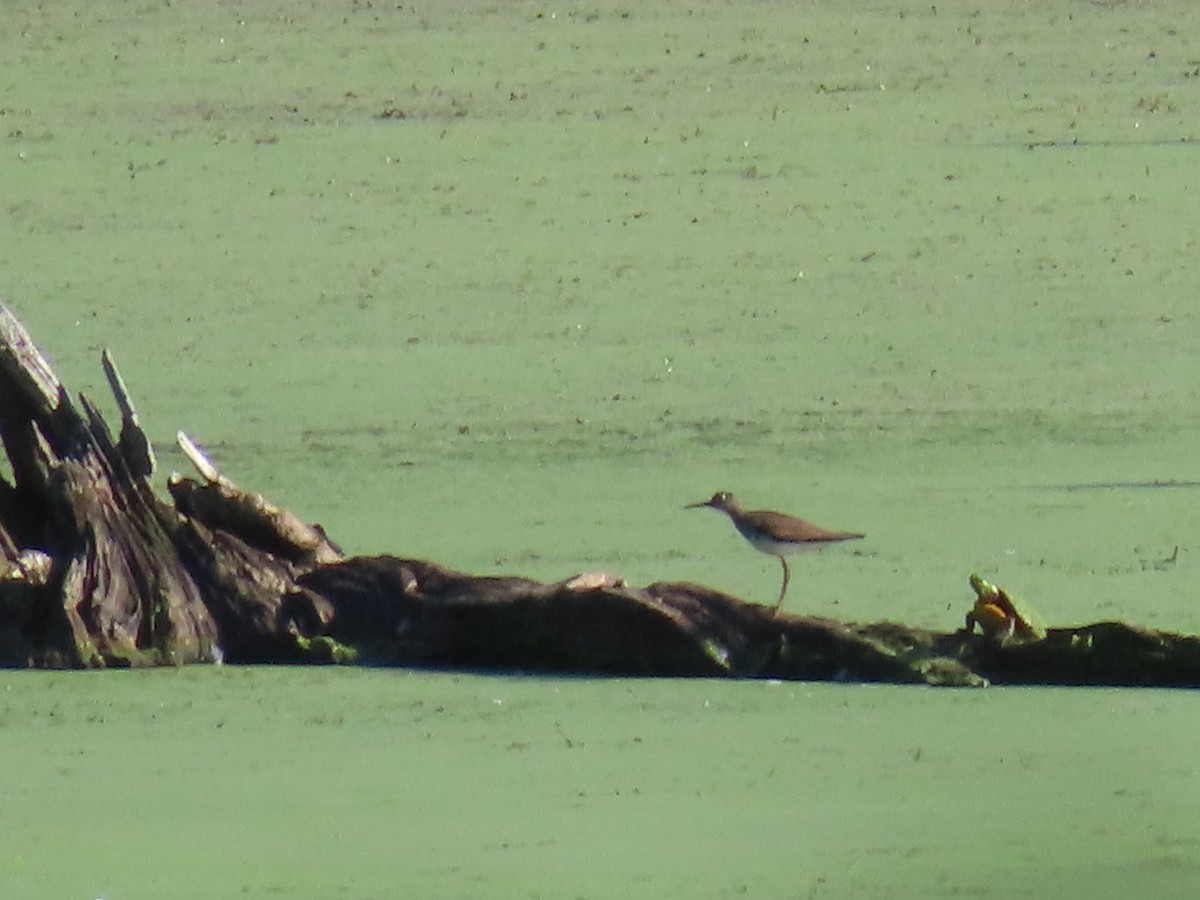 Solitary Sandpiper - ML607176701