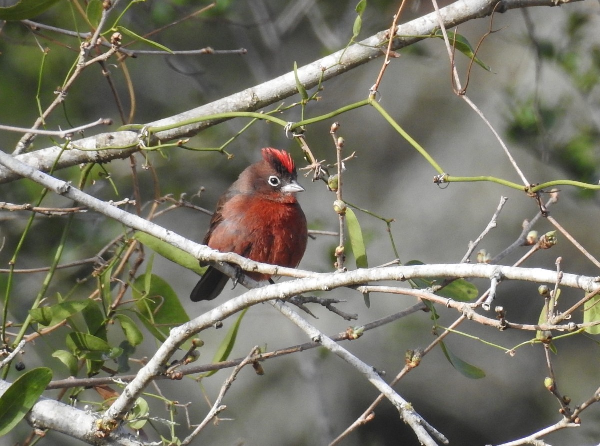 Red-crested Finch - ML607177121