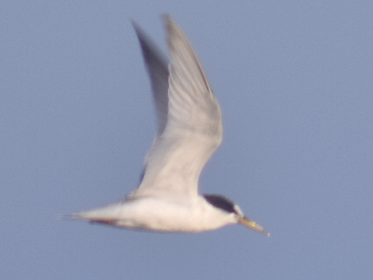 Little Tern - ML607177341