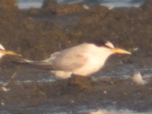 Little Tern - ML607177471