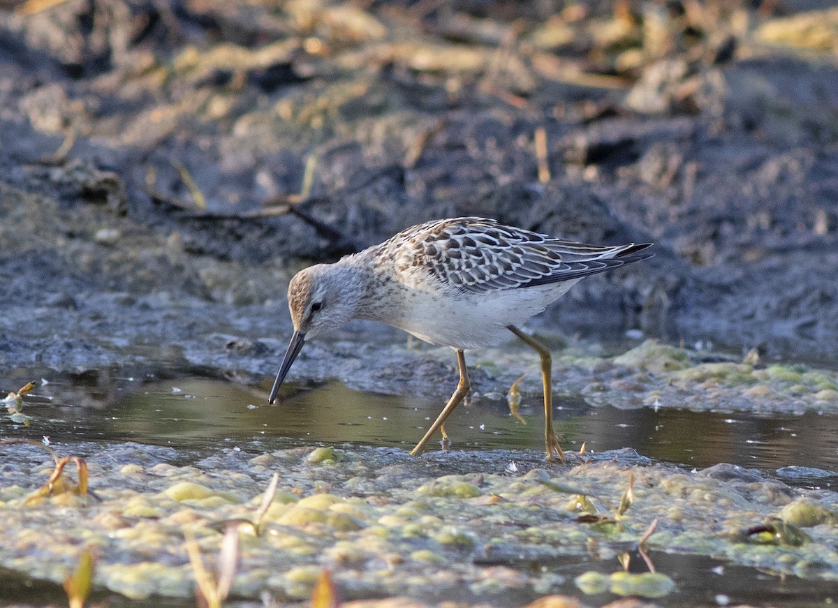 Stilt Sandpiper - ML607178031