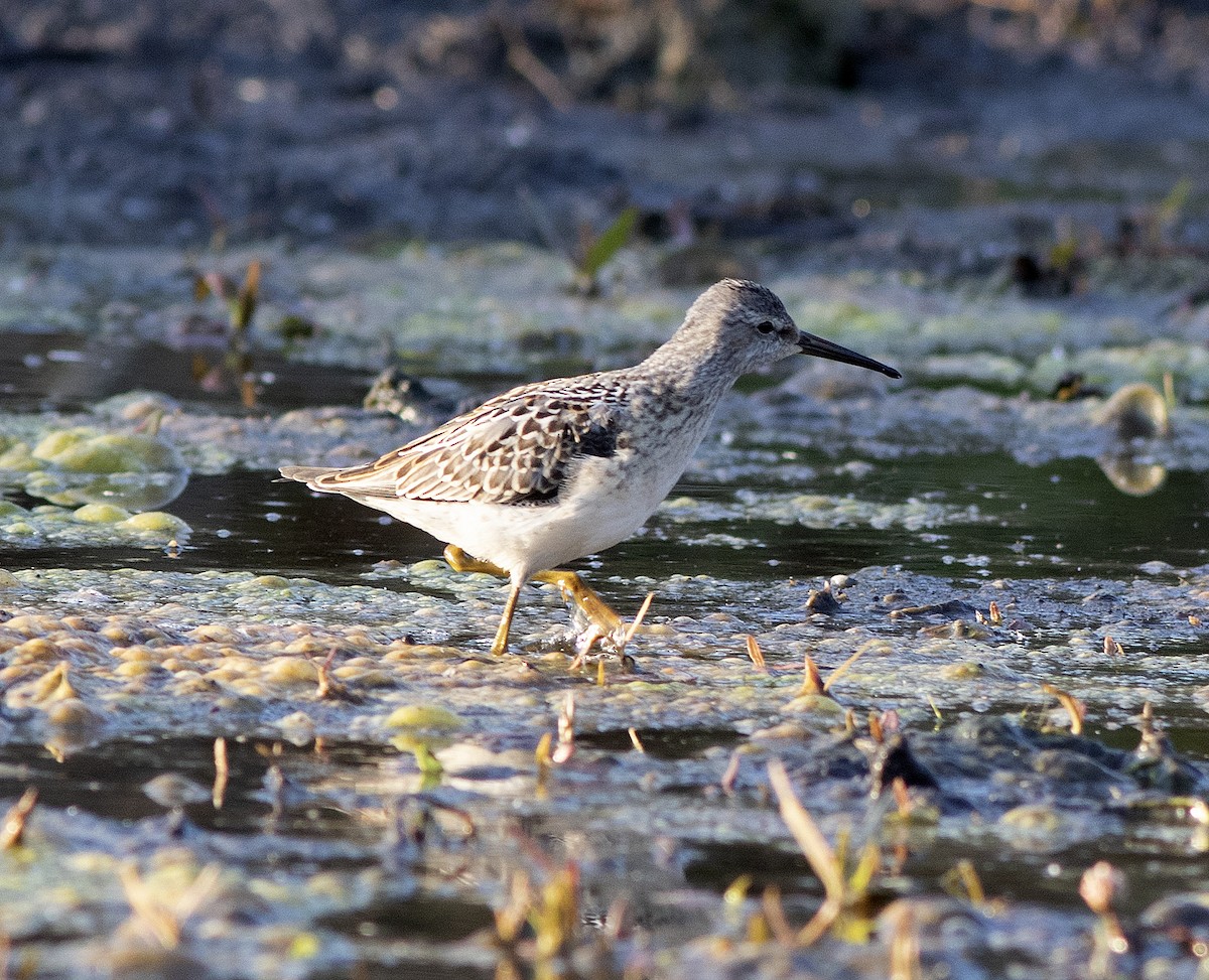 Stilt Sandpiper - ML607178071