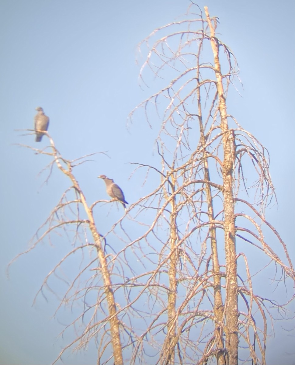 Band-tailed Pigeon - Jeff Marks