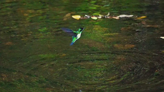 kolibřík purpurovohlavý - ML607179511