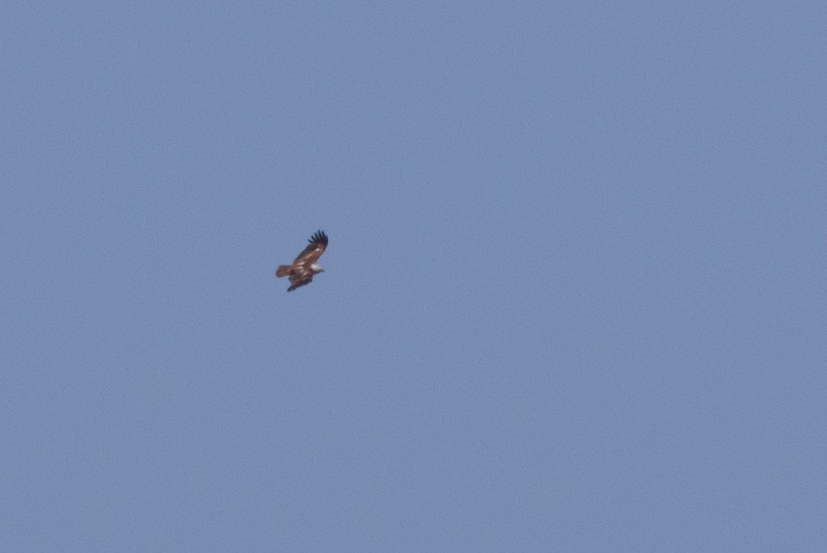 Brahminy Kite - John Bruin