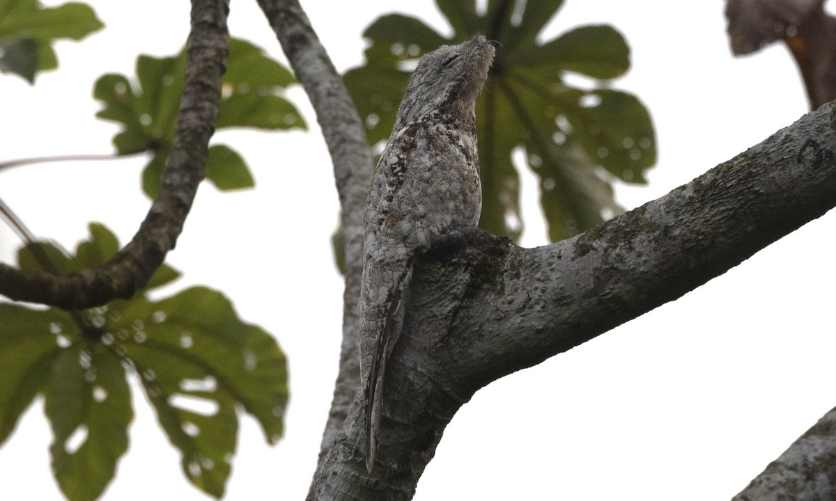 Great Potoo - ML607180851