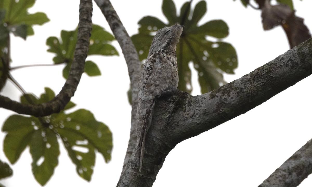 Great Potoo - ML607180861