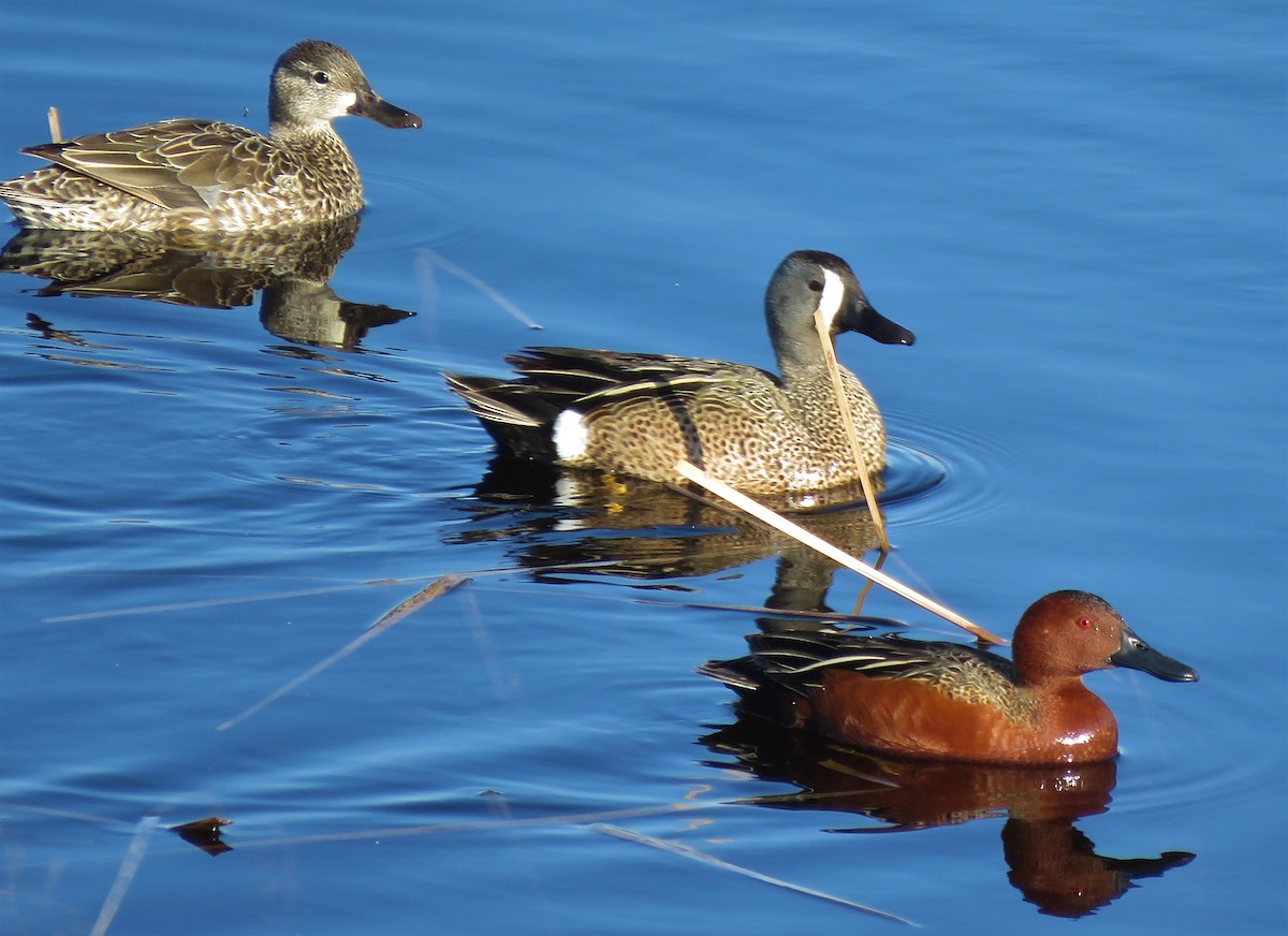 Cinnamon Teal - Larry Larson