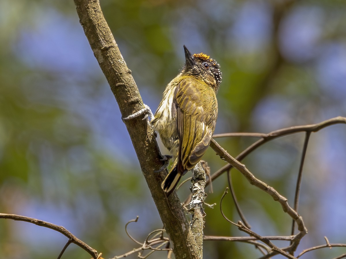 Olivaceous Piculet - Phil Swanson