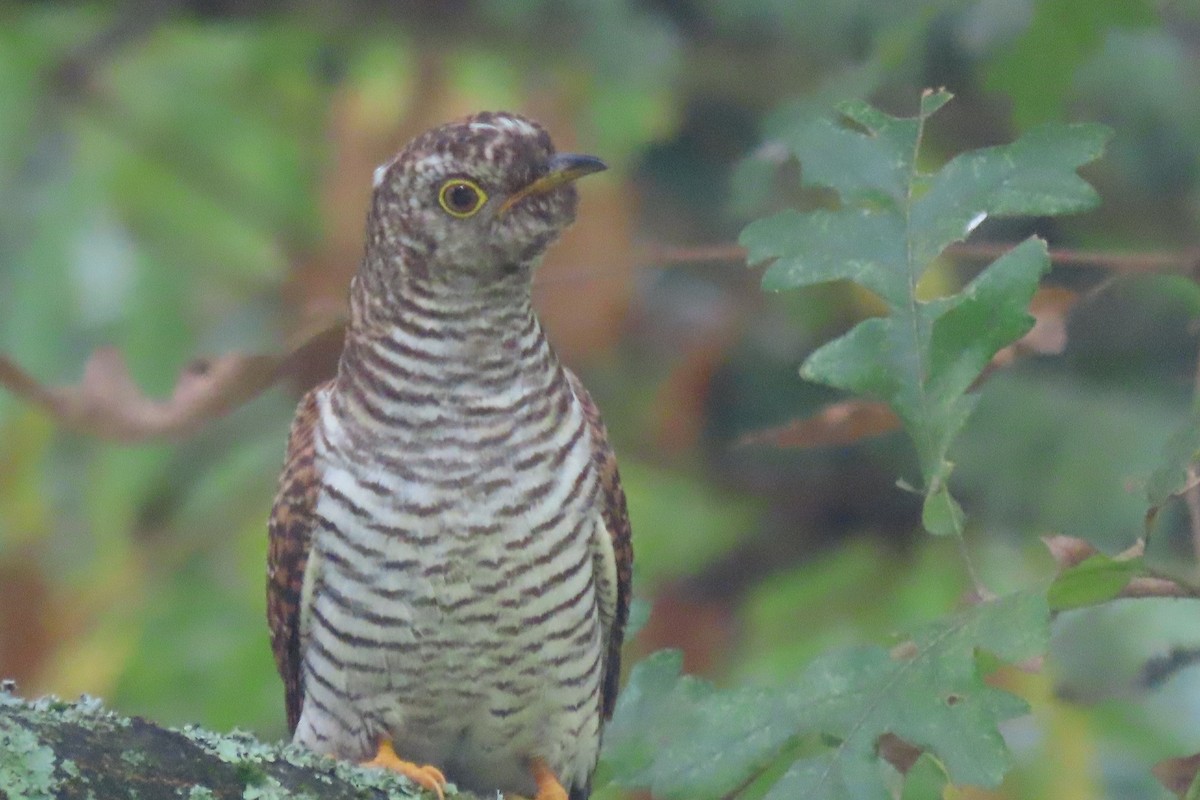 Common Cuckoo - ML607183141