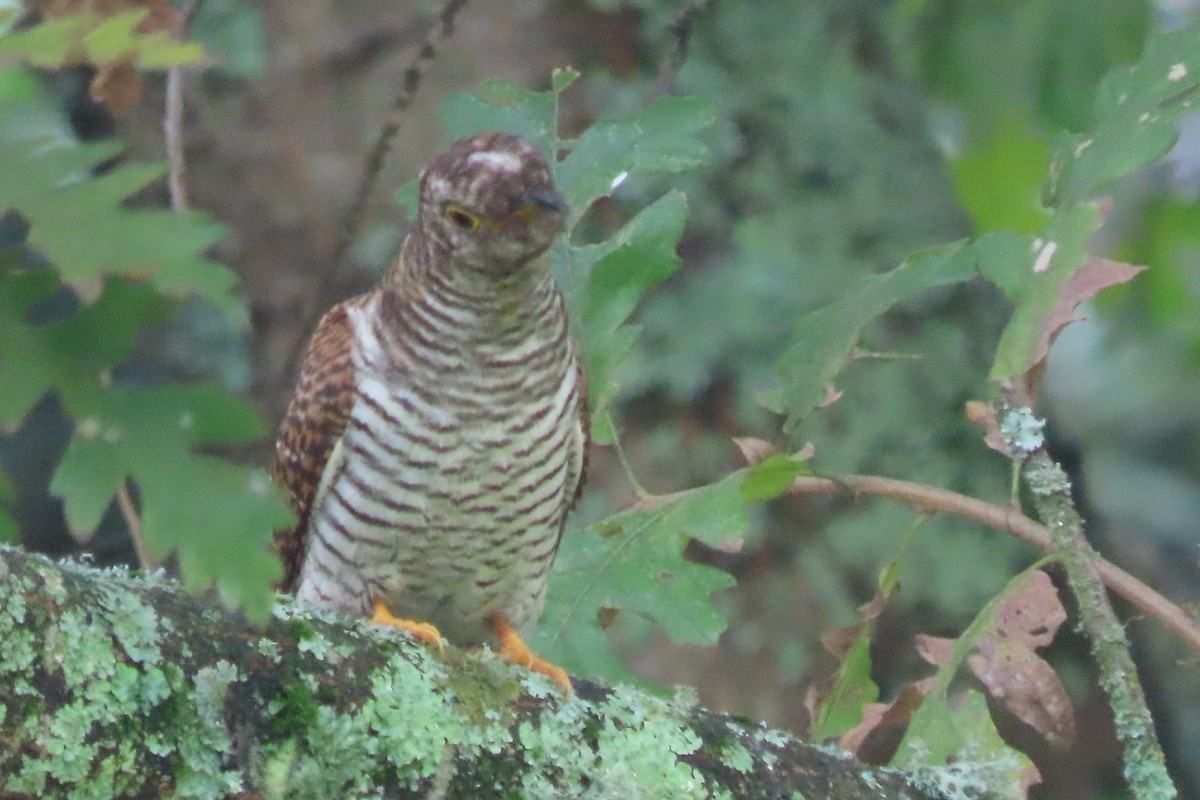 Common Cuckoo - ML607183151