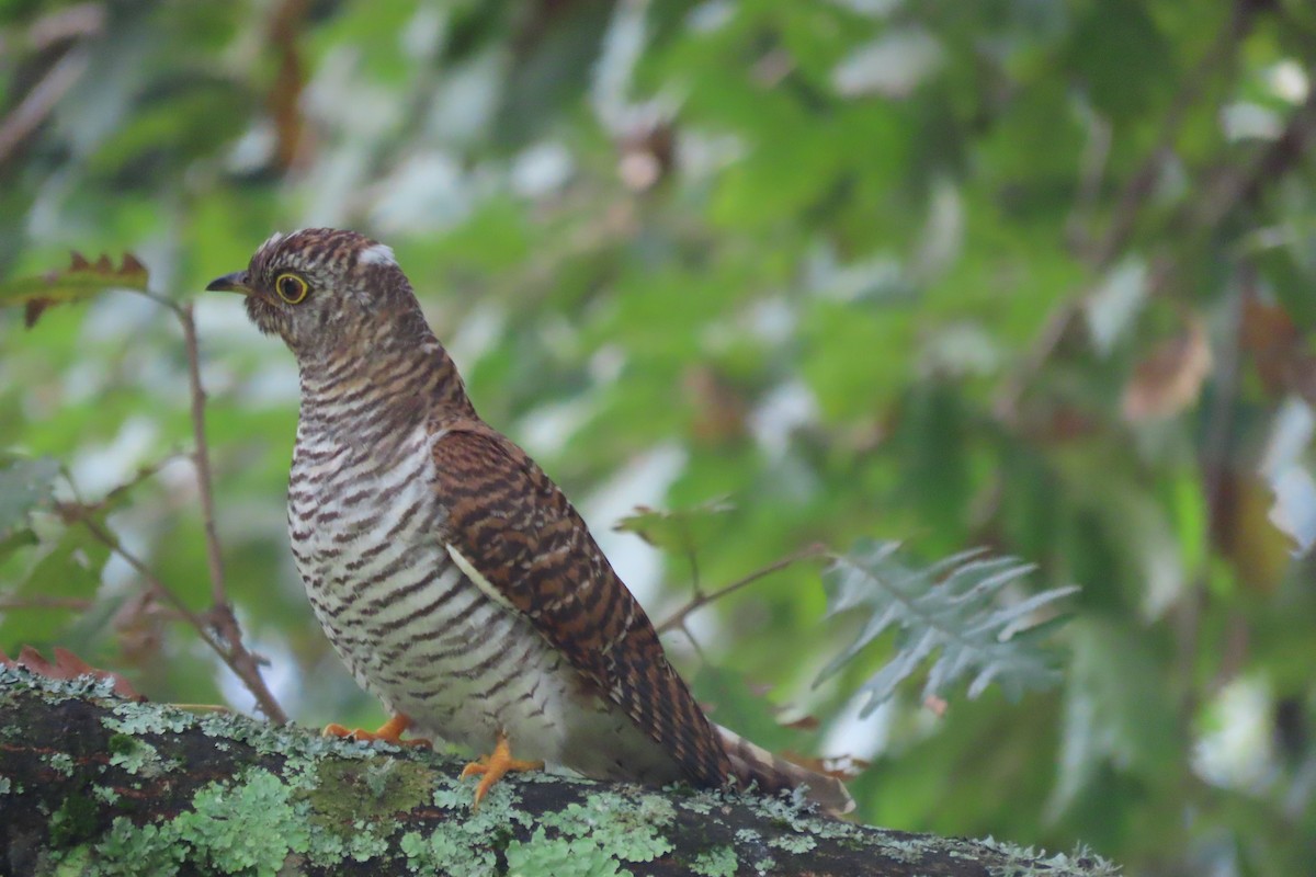 Common Cuckoo - Carlos Monzon