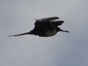 Magnificent Frigatebird - Gene Cardiff